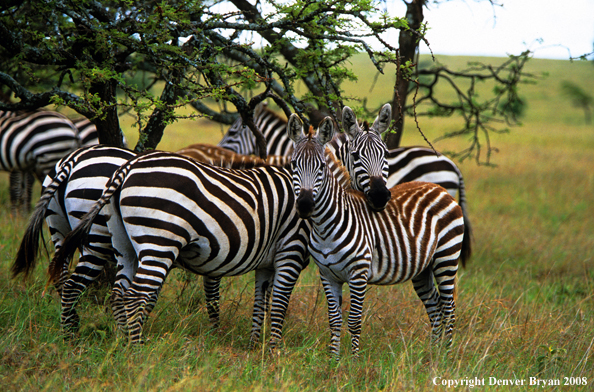 Burchell's Zebra in habitat