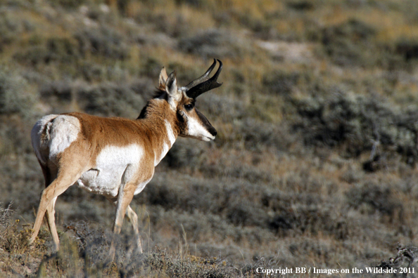 Pronghorn Antelope in habitat. 