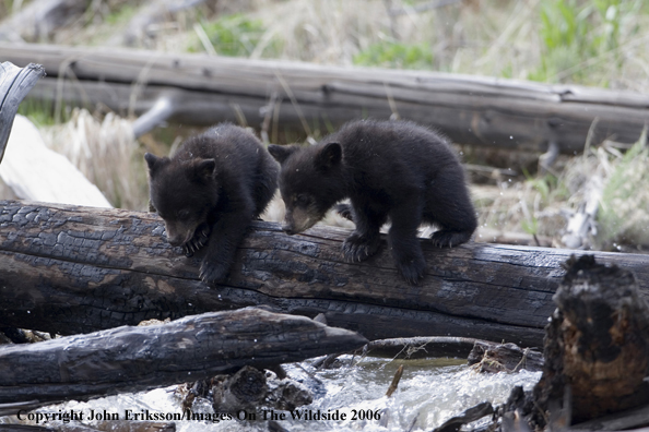 Black bear cubs in habitat.