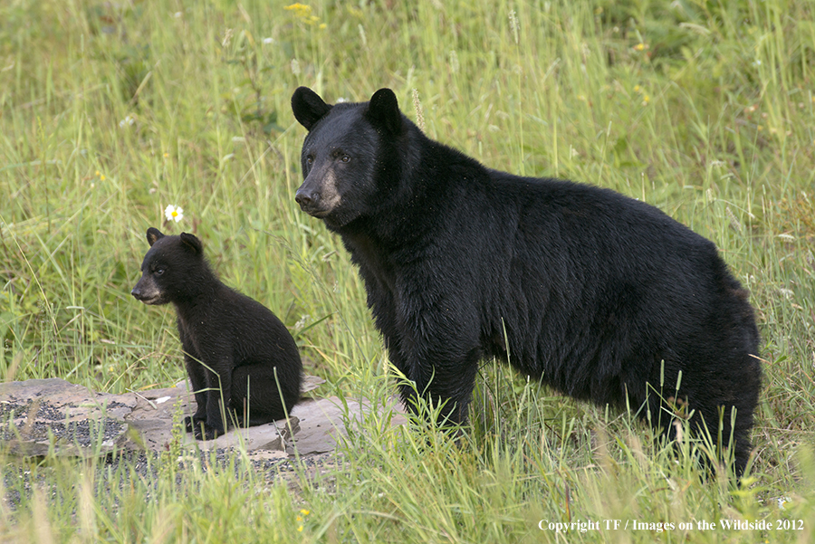 Black bear in field with cub.