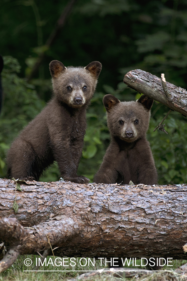 Black Bear cubs in habitat.