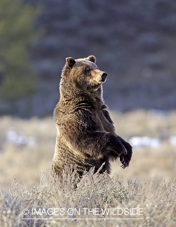 Grizzly Bear in habitat.