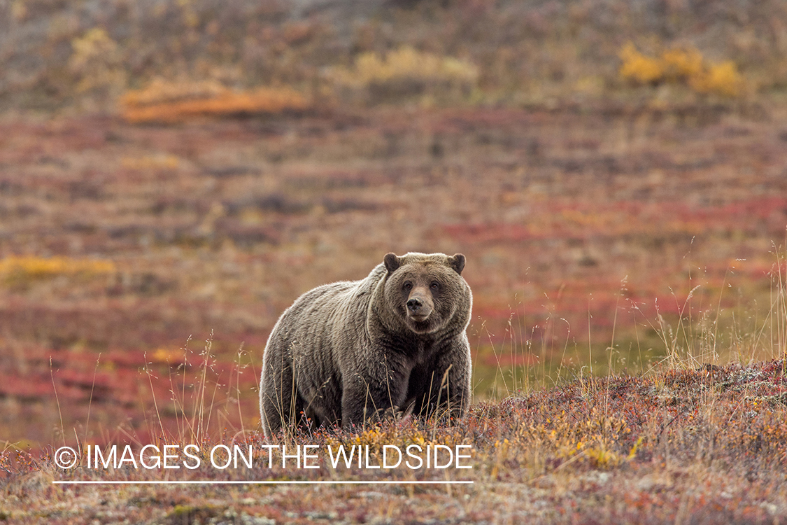 Grizzly bear in field.