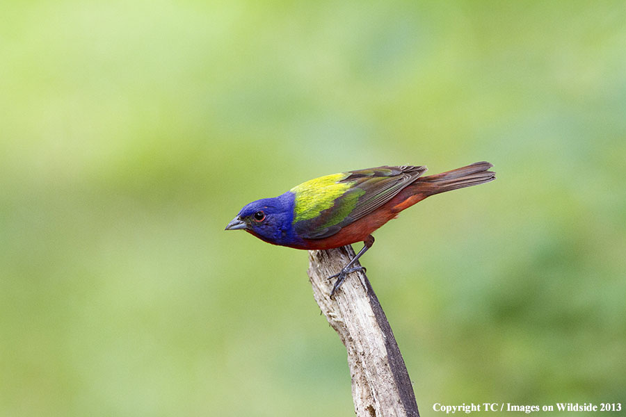 Painted Bunting in habitat.