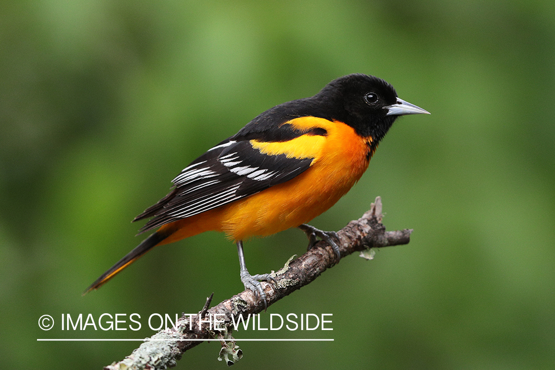 Baltimore Oriole perched on branch.