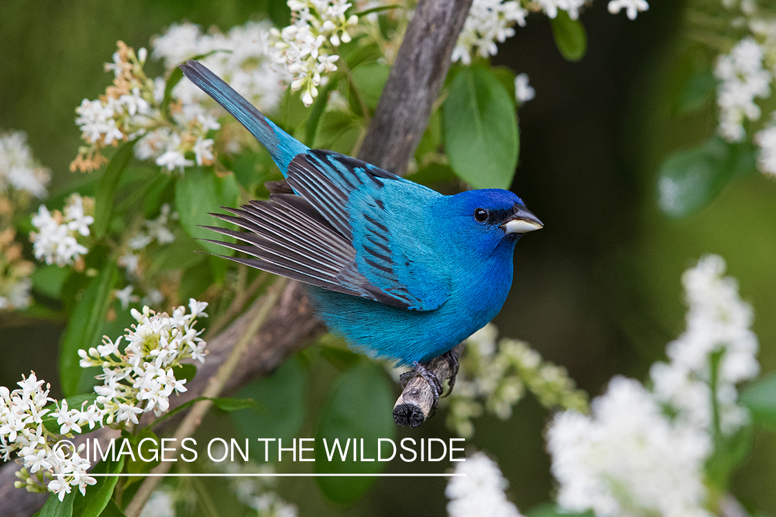 Indigo Bunting on branch.