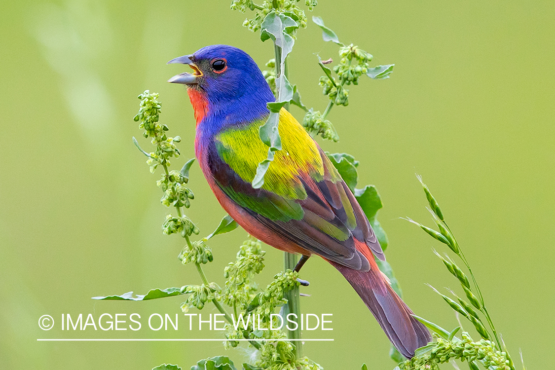 Painted bunting in habitat.