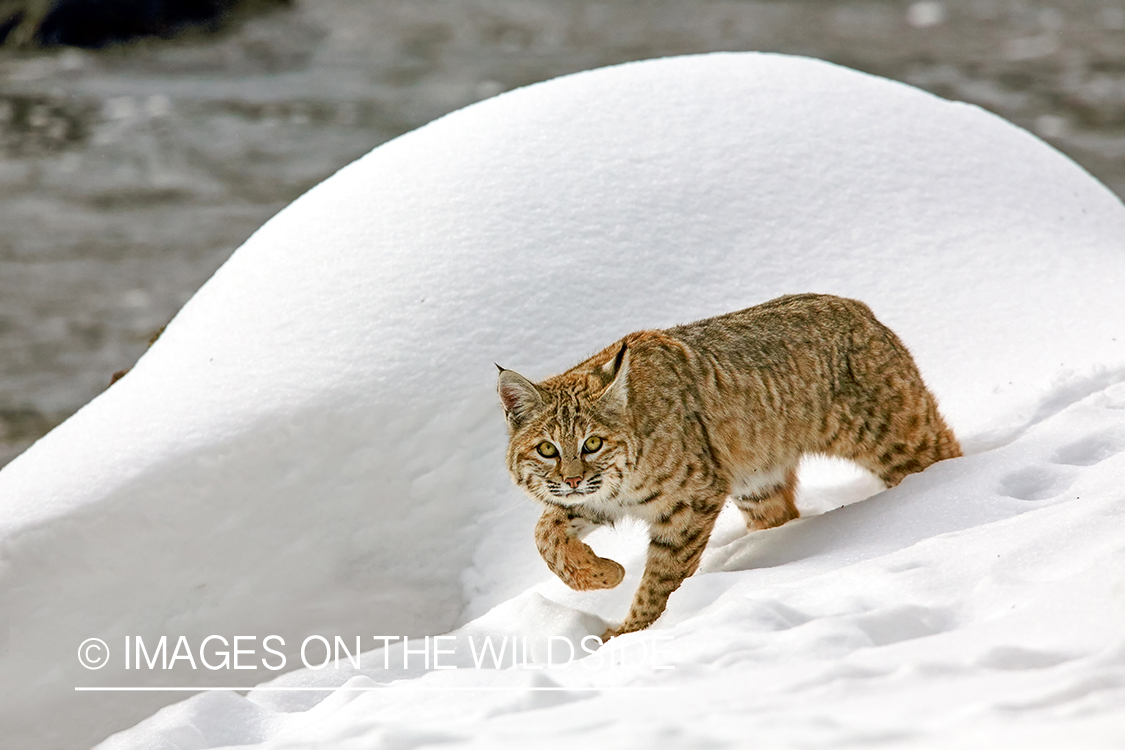 Bobcat in habitat.