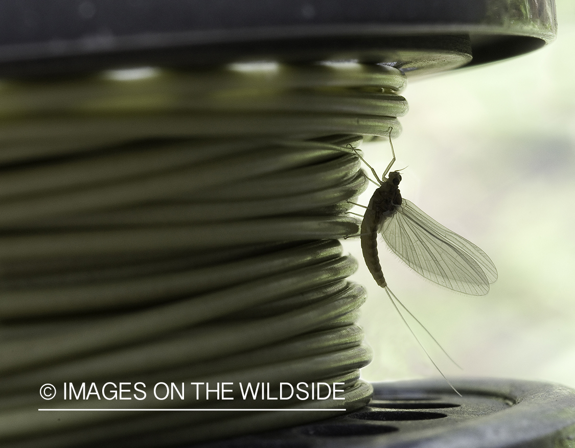 Baetis Mayfly