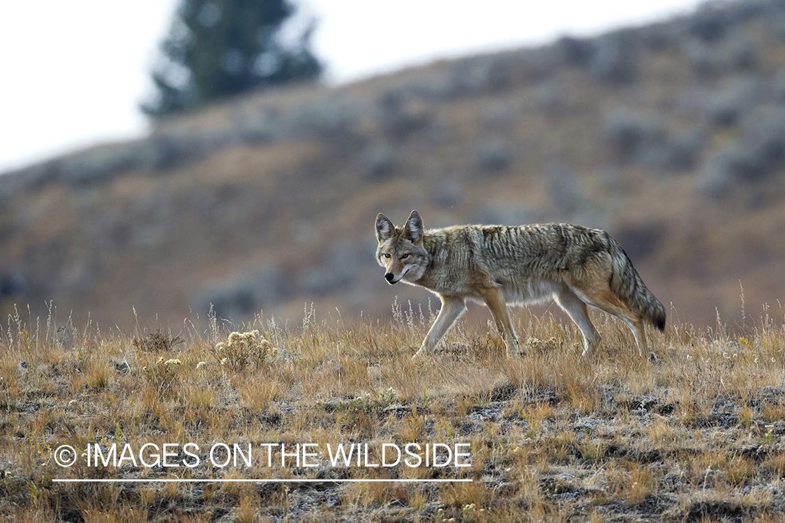 Coyote in habitat.