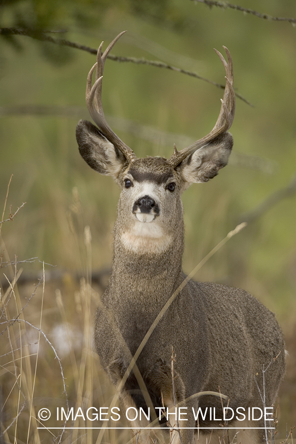 Mule deer buck in habitat.