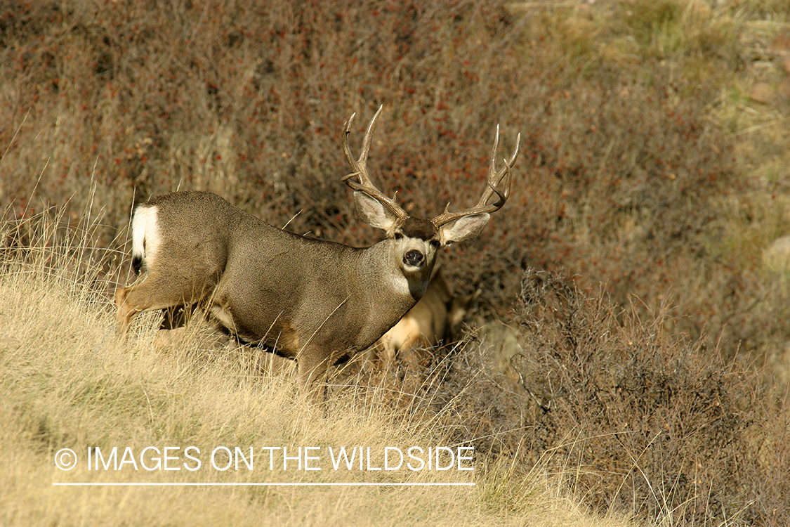 Mule deer buck in habitat. 