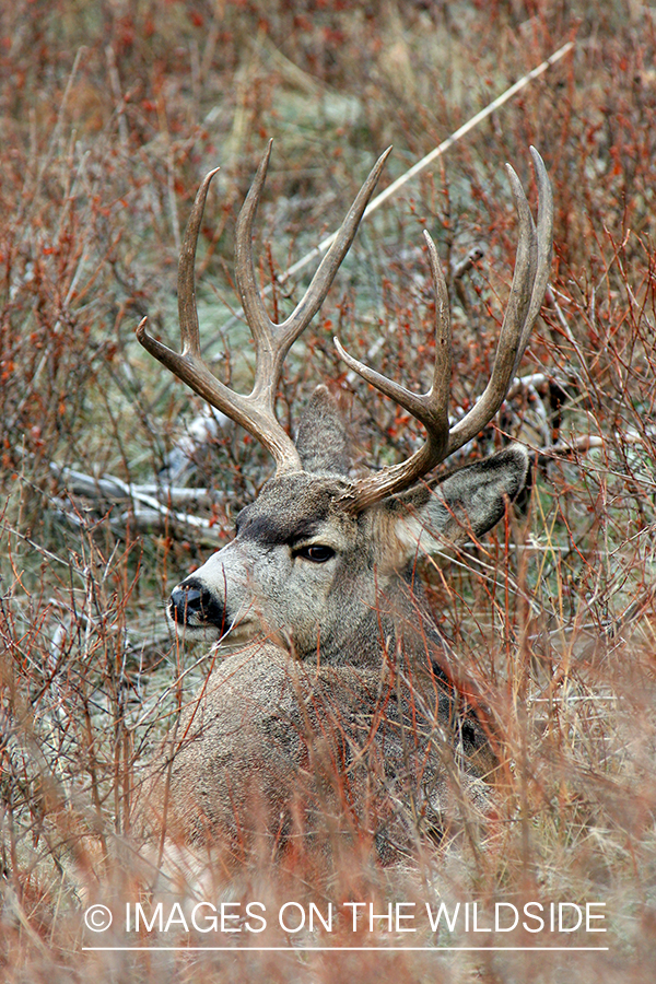 Mule deer buck in habitat. 