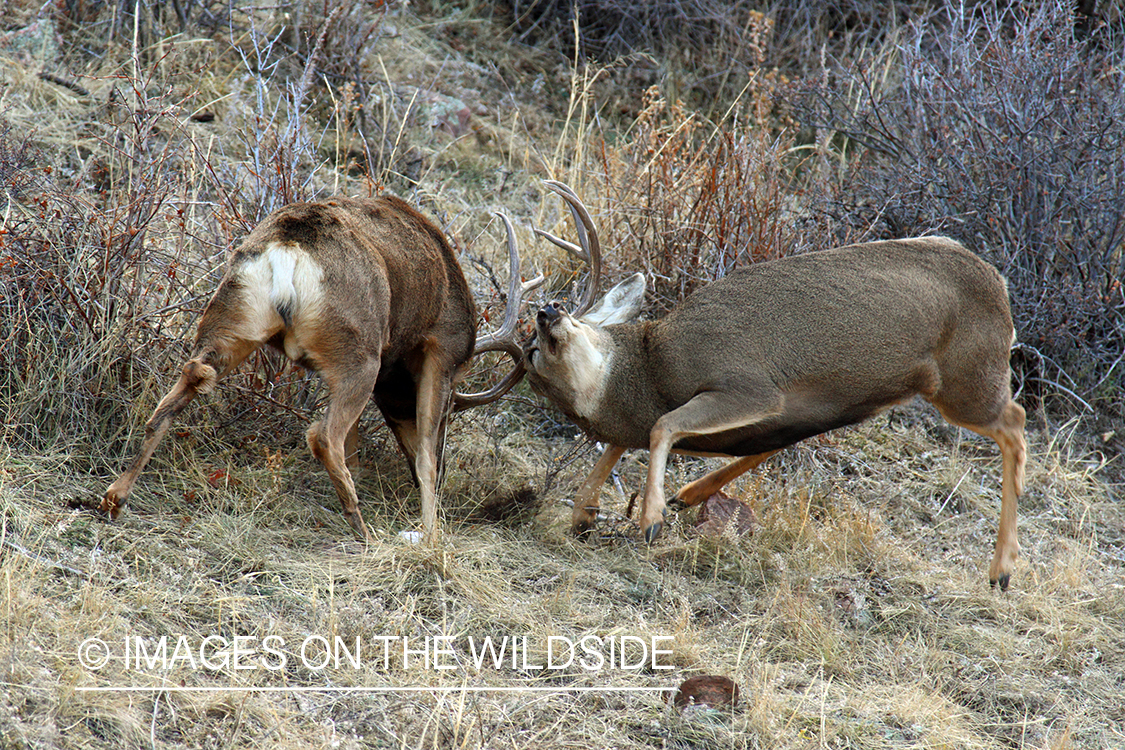 Mule deer bucks fighting. 