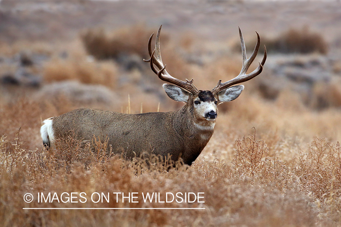 Mule deer buck in habitat.