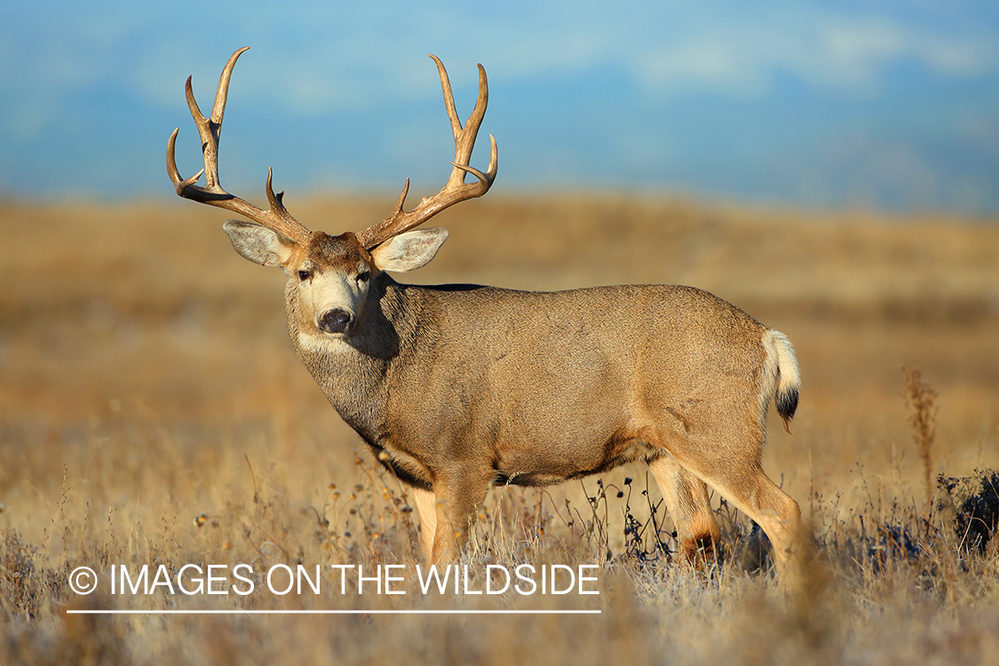 Mule deer buck in habitat. 