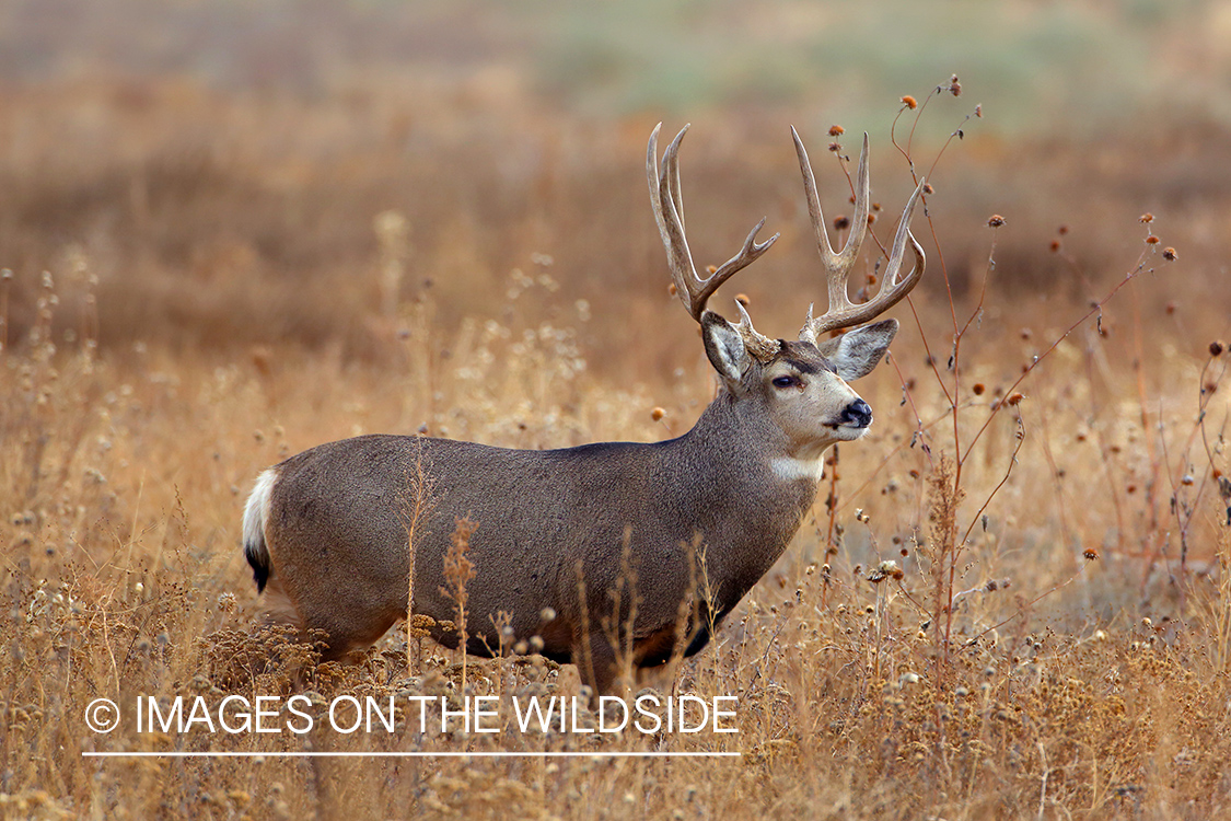 Mule deer buck in rut in field. 