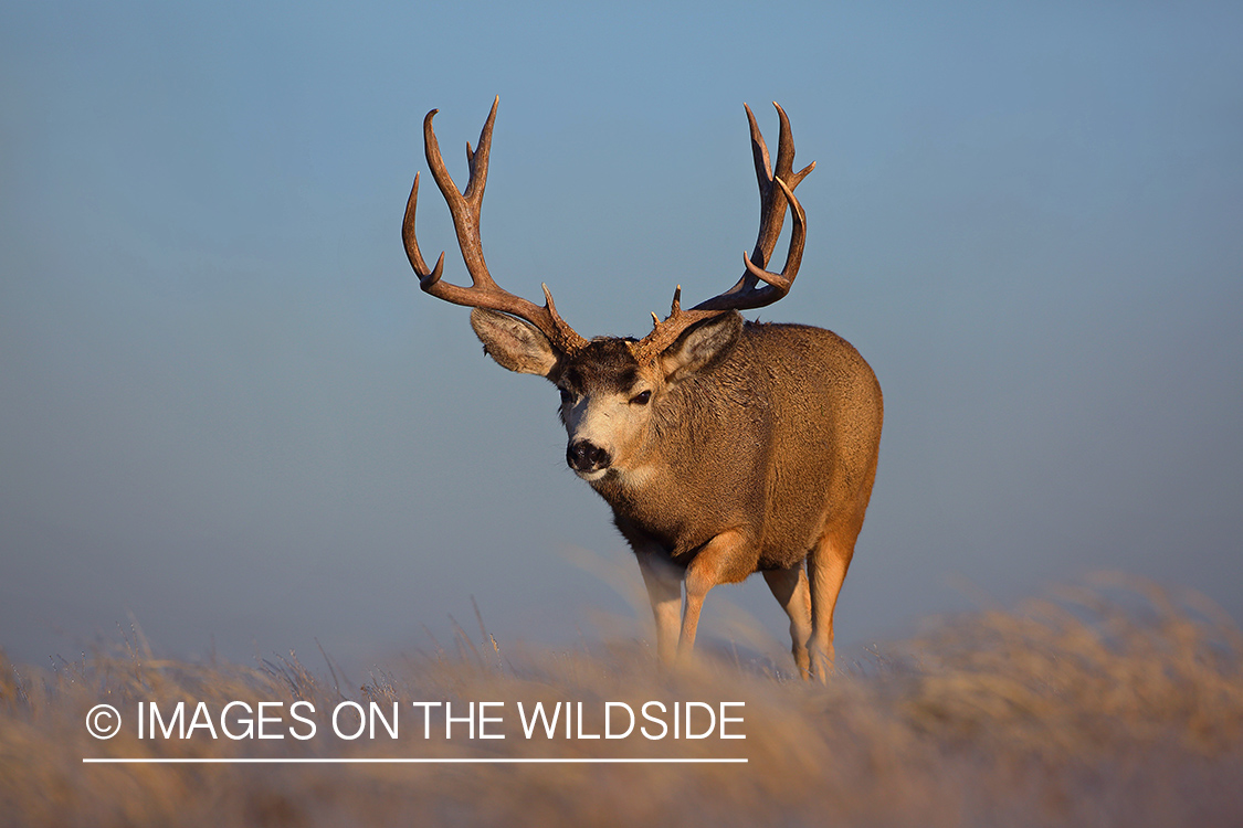 Mule deer buck in field.