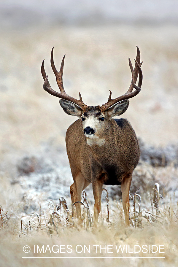 Mule deer buck in winter field.