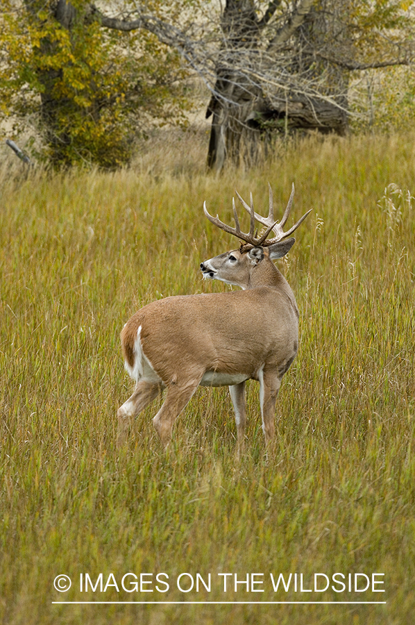 Whitetailed deer in habitat.