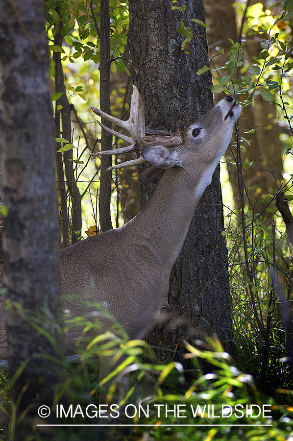 Whitetail Buck