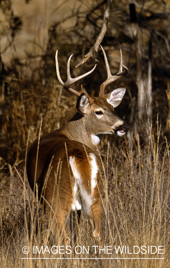 Whitetail Buck