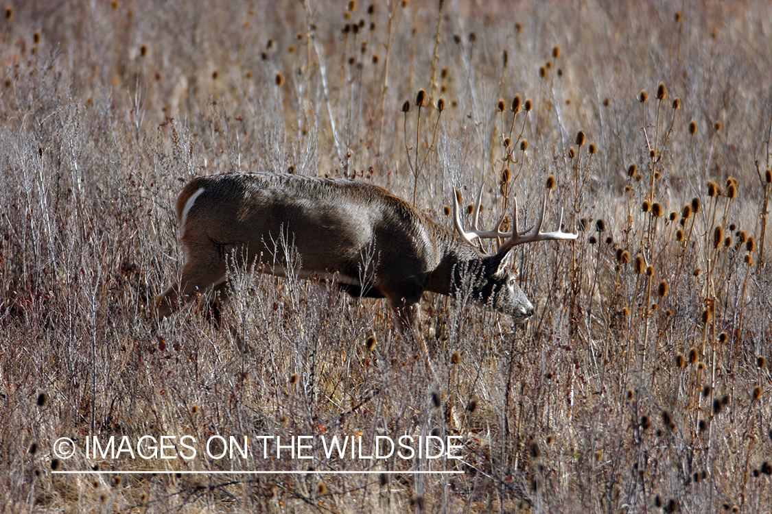 Whitetail Buck in Field