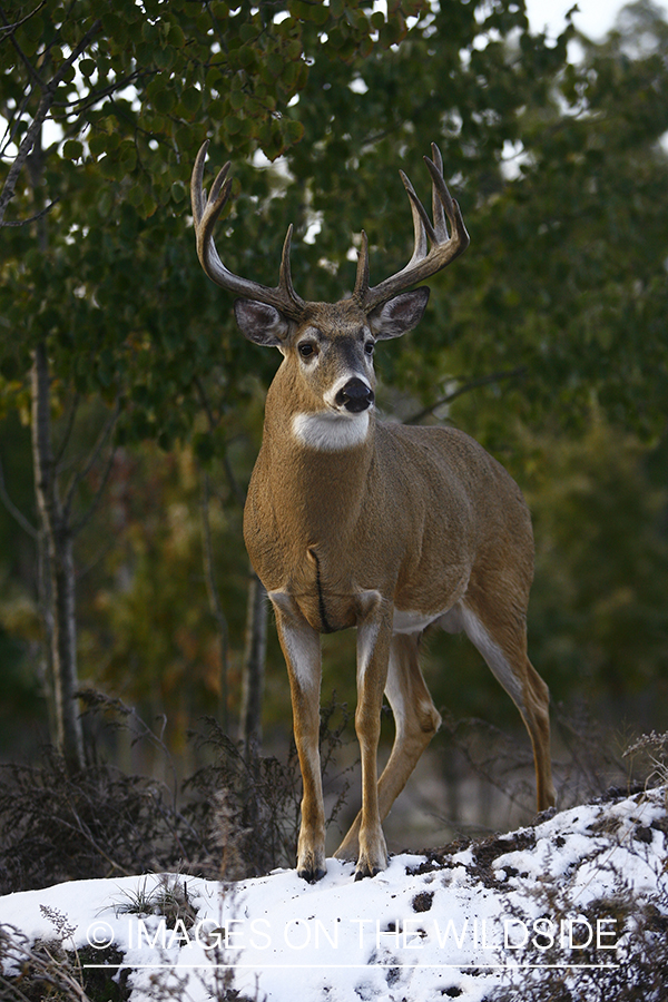 Whitetail buck in habitat