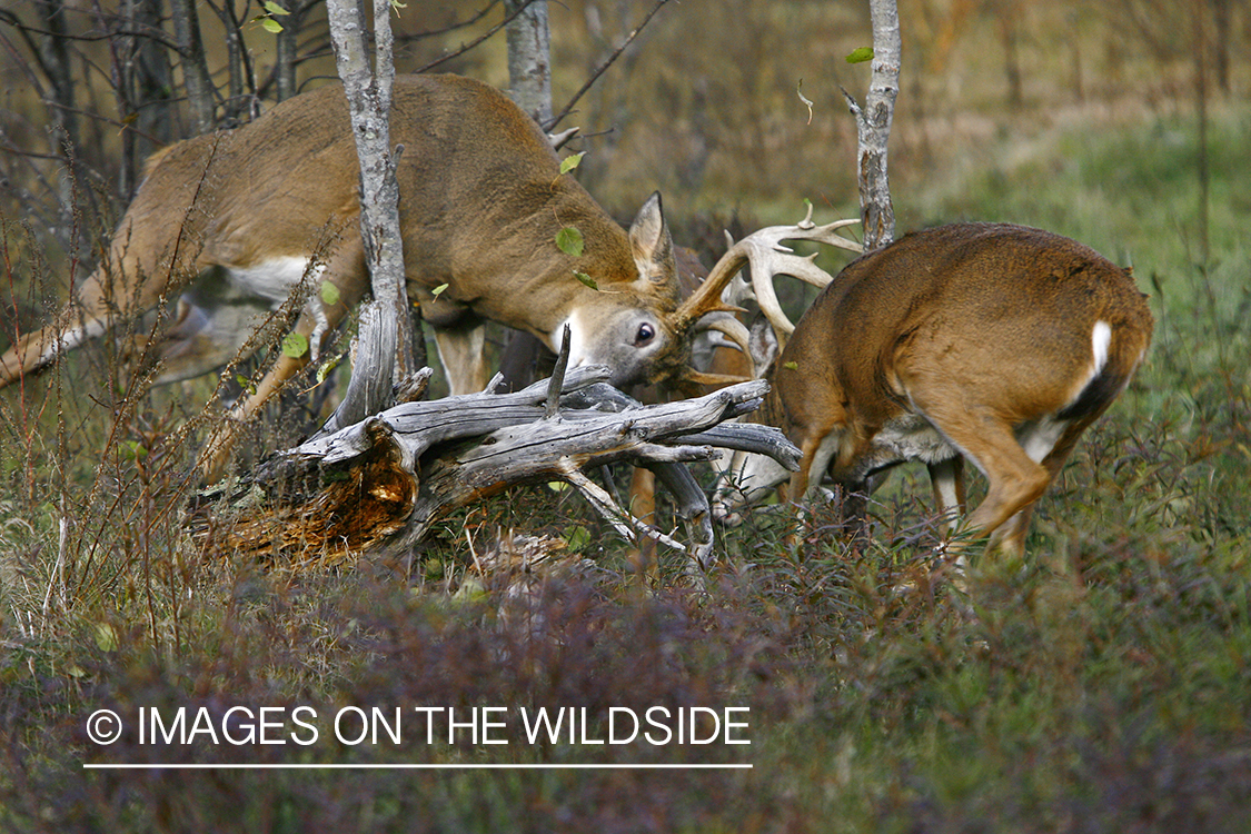 Whitetail bucks fighting