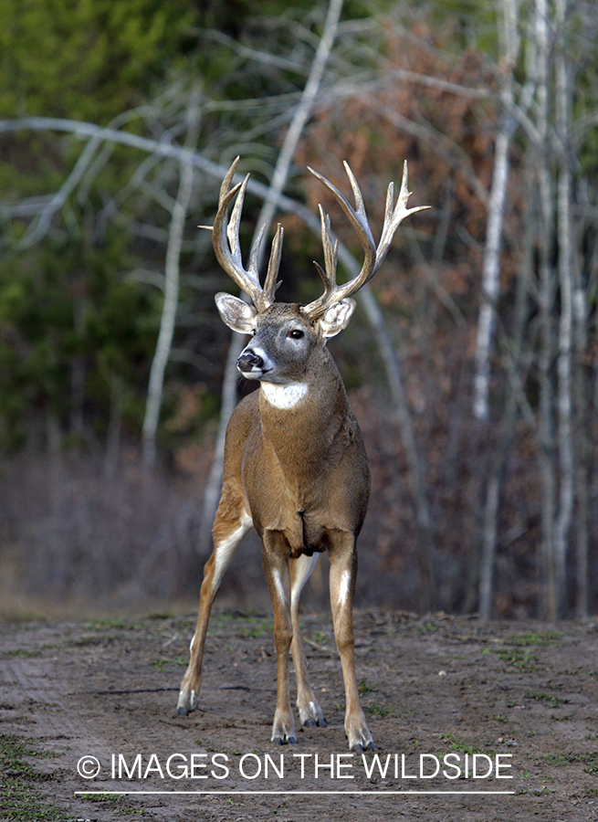 Whitetail buck in habitat.