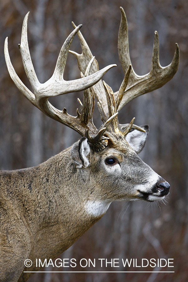 Whitetail buck in habitat.