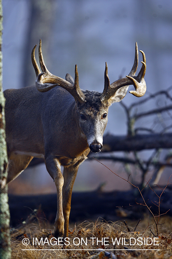 Whitetail buck in habitat.