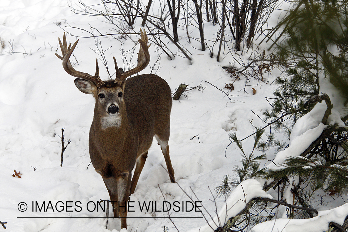 White-tailed buck in habitat.