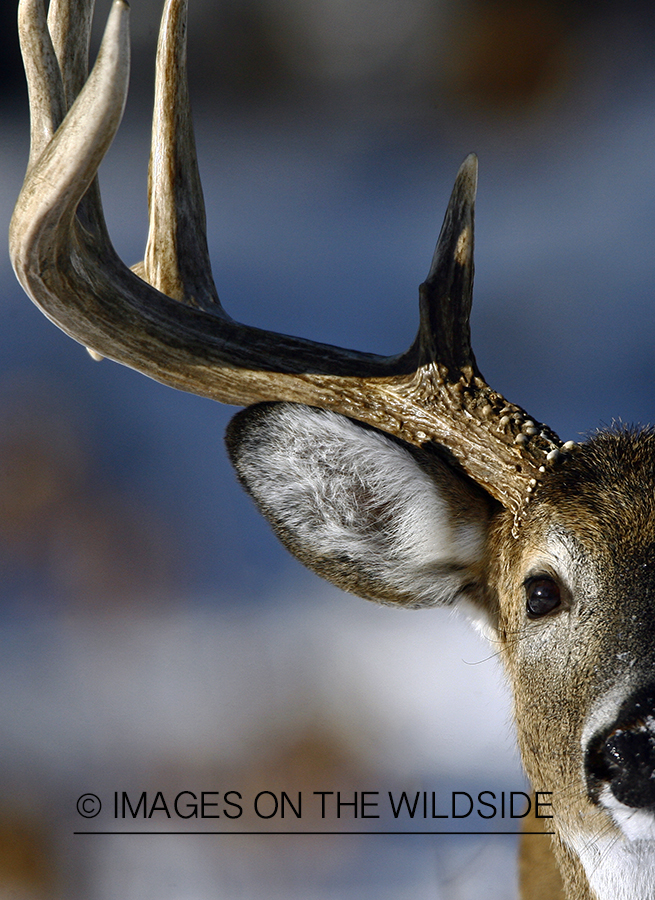 Whitetail in habitat