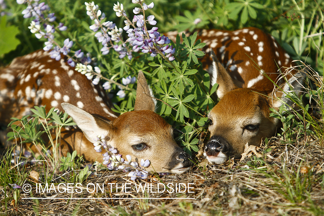 White-tailed Deer Fawns