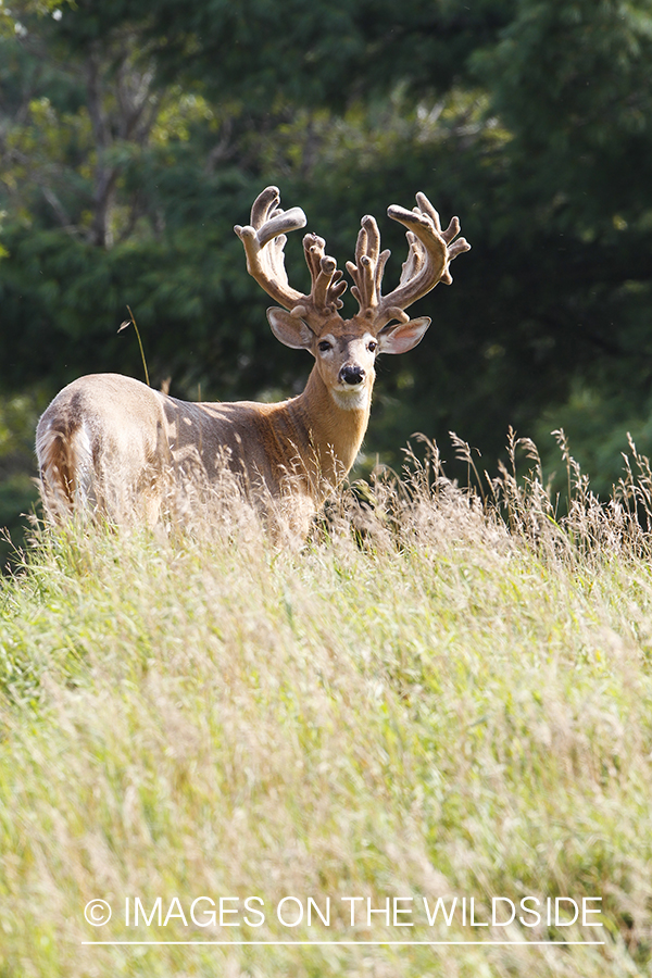 White-tailed deer in velvet