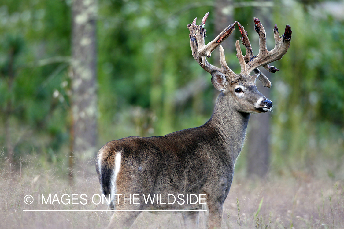 White-tailed buck in velvet 