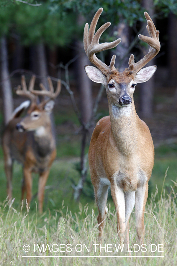 White-tailed buck in velvet 