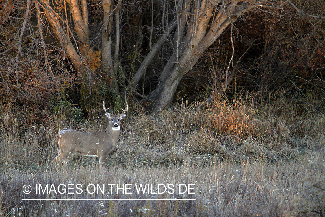 White-tailed buck in habitat. 