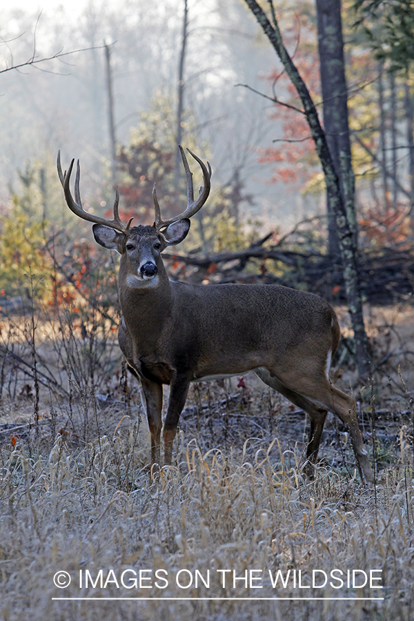 White-tailed buck in habitat. *