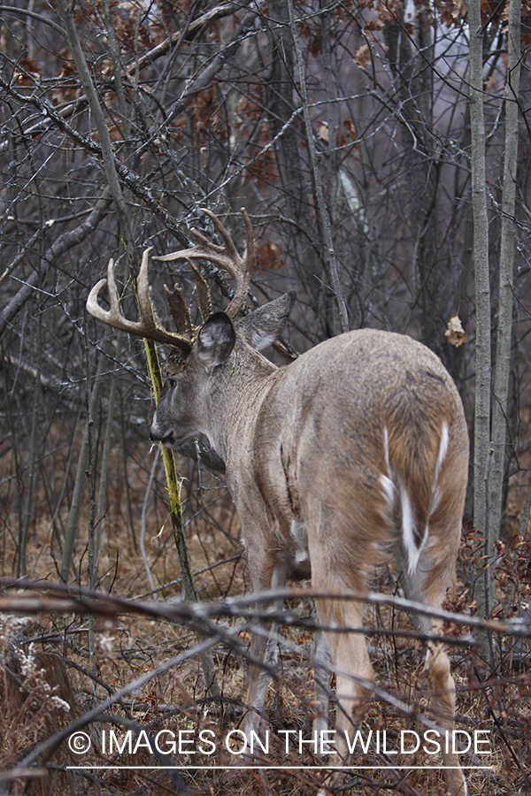 White-tailed buck rubbing tree. 