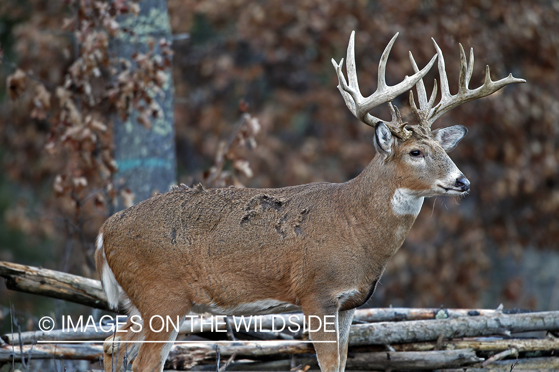 White-tailed buck in habitat. *