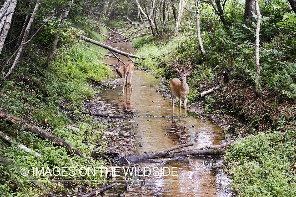 White-tailed deer running down creek bed. 