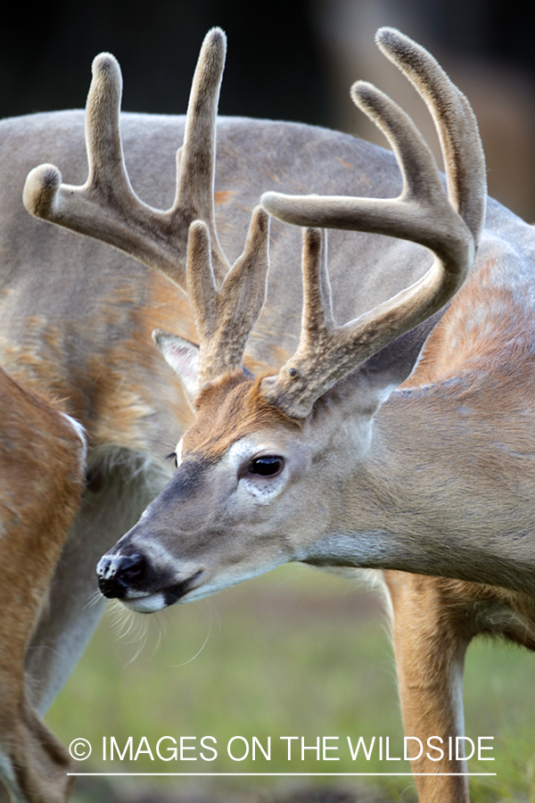 White-tailed buck in velvet.  