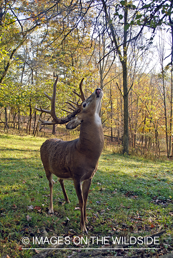 White-tailed buck in habitat. 