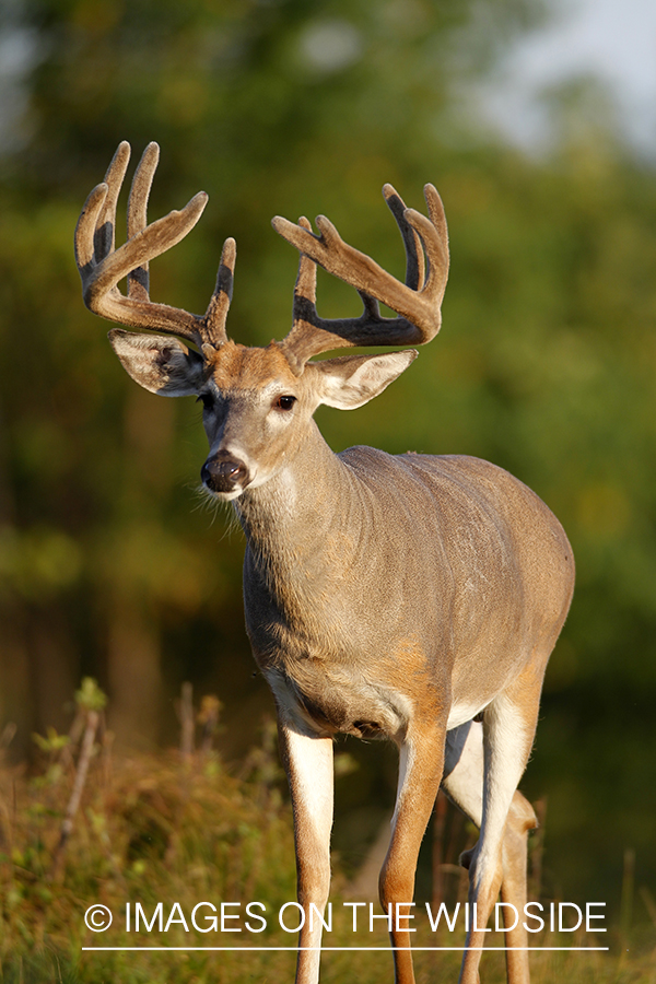 White-tailed buck in velvet.  