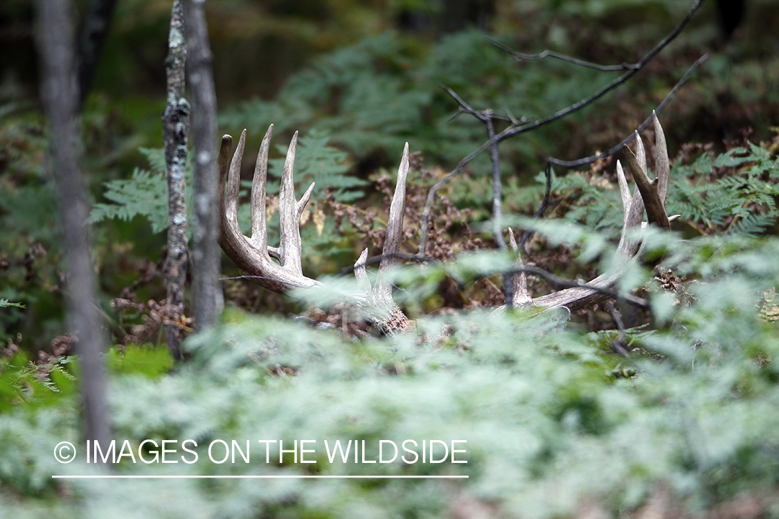 White-tailed buck in habitat.  