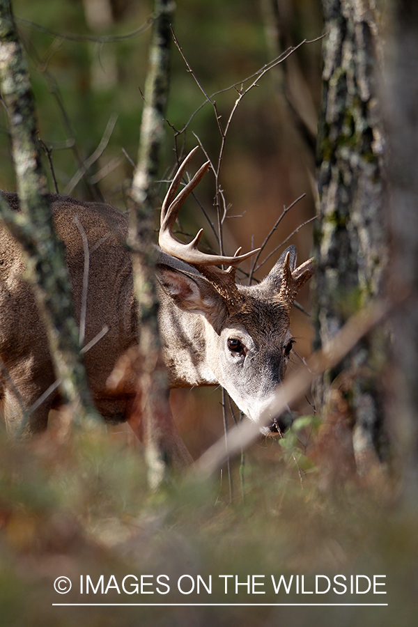 White-tailed buck in habitat. 