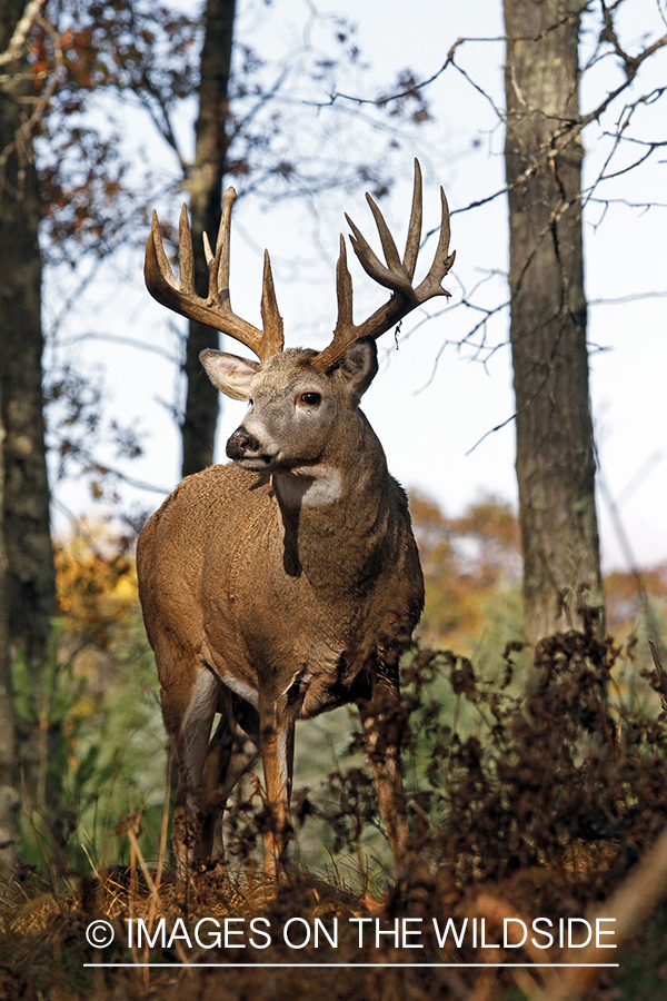 White-tailed buck in habitat. 