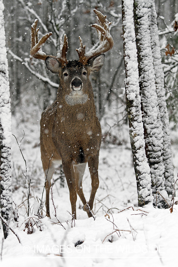 White-tailed buck in habitat. 